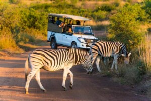 Pilanesberg Safari Tour