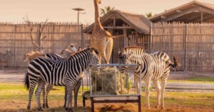 Safari Parks in South Africa