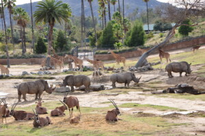 Safari Parks in South Africa