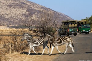 Pilanesberg tour