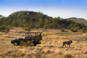 Pilanesberg Safari Tours 