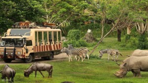 Lion & Safari Park Johannesburg