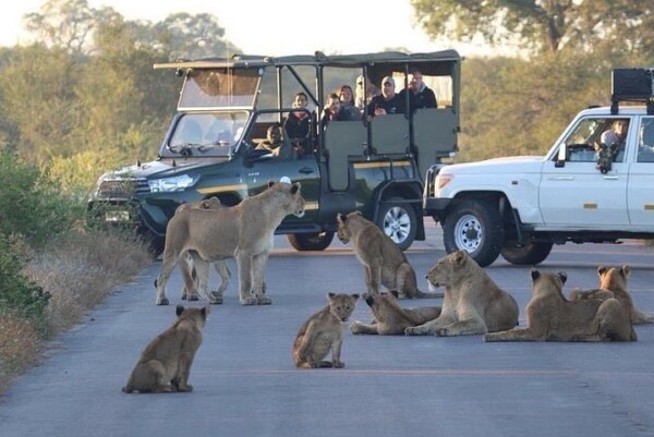 Lion and Safari Park Johannesburg