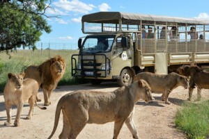 Cradle of Humankind day tour from Johannesburg