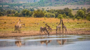 Pilanesberg Safari Tours