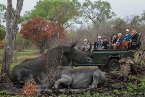Big Five Safari in South Africa 