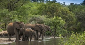 Big Five Safari in South Africa 