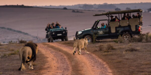 Big Five Safari in South Africa 