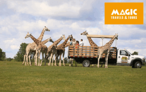 Johannesburg Lion & Safari Park